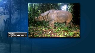 Носороги под угрозой исчезновения