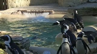 I pinguini del Capo sbarcano al Bioparco di Roma