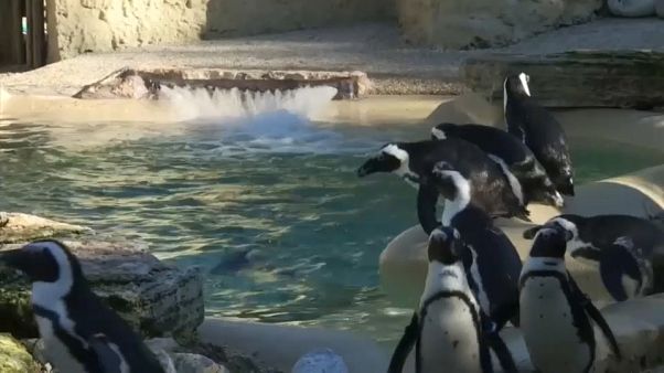 I pinguini del Capo sbarcano al Bioparco di Roma I pinguini del Capo sbarcano al Bioparco di Roma