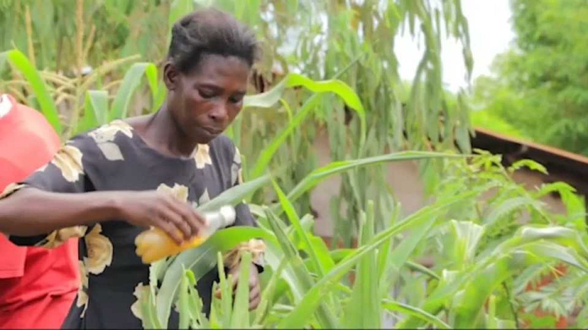 Video | Malavili çiftçilerin tuz ve acı biberli böcekle mücadelesi