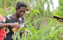 Video | Malavili çiftçilerin tuz ve acı biberli böcekle mücadelesi