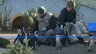 Rome zoo's drive to pick up Penguin populations