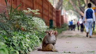 Nesli tükenmekte olan maymunu öldürüp yiyen 6 kişi tutuklandı