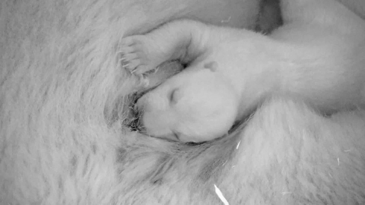 Watch: First footage released of polar bear cub born at Berlin Zoo