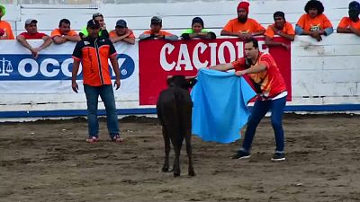 Kosta Rika'da geleneksel yıl sonu boğa güreşleri yapıldı
