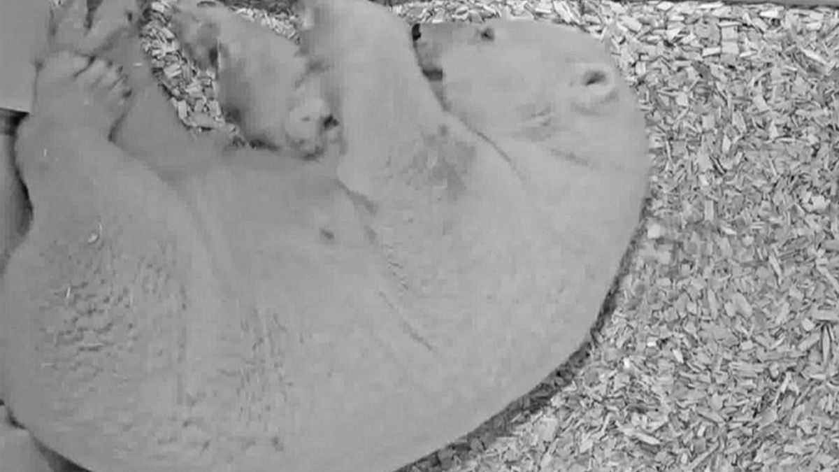 Berlin Hayvanat Bahçesi'nde yeni doğan kutup ayısı