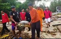 Indonésie : sauvetage des tortues marines après le tsunami