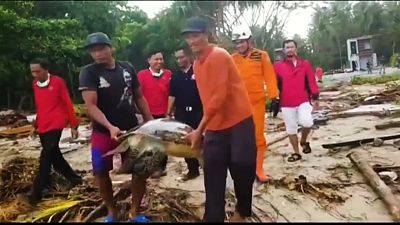 Indonésie : sauvetage des tortues marines après le tsunami