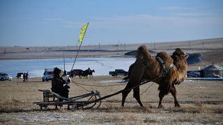 Video | Moğolların geleneksel Naadam festivalinde deve yarışları düzenlendi