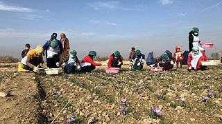 افغانستان؛ کشت زعفران تجارتی پُر سود برای زنان افغان