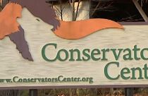 فيديو: أسد يفترس عاملة في مركز للحياة البرية بولاية أمريكية