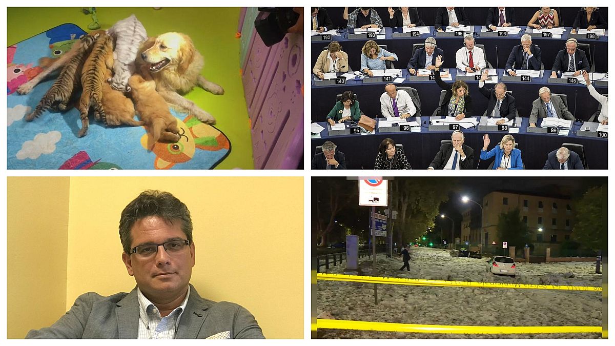 Sargentini-jelentés, óriási hitel Magyarországnak, elbocsátott szívsebész, tigriseket nevelő kutya