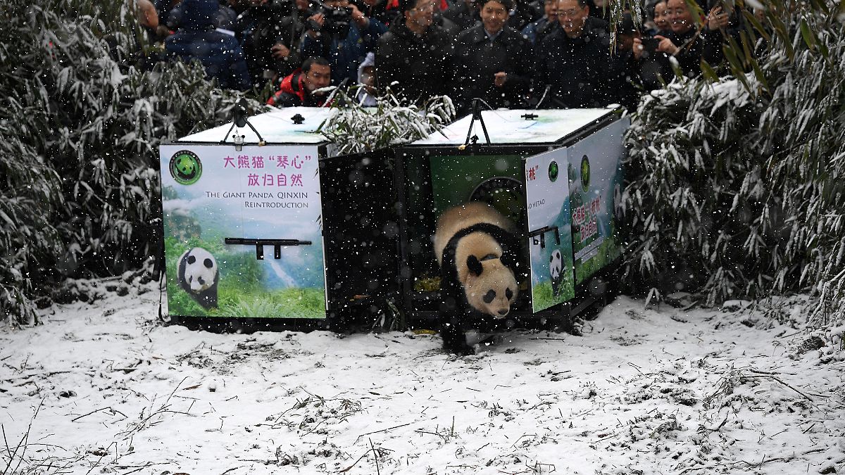 Panda "Xiao Hetao" (Little Walnut) in China's Longxi-Hongkou Nature Reserve