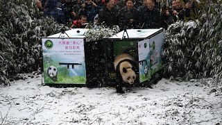 Panda "Xiao Hetao" (Little Walnut) in China's Longxi-Hongkou Nature Reserve