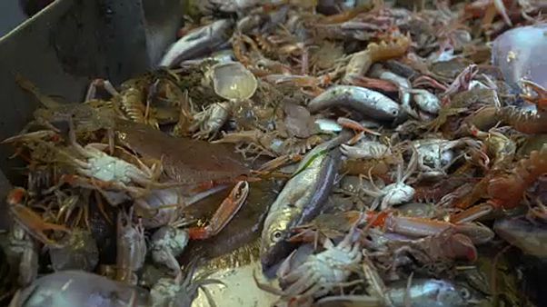 Momento decisivo para o setor europeu das pescas Momento decisivo para o setor europeu das pescas