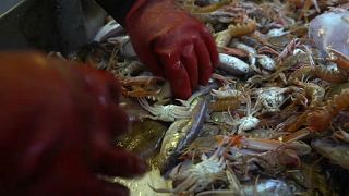 EU: Fisch-Beifang essen, nicht ins Meer kippen