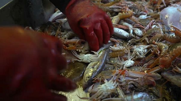 EU: Fisch-Beifang essen, nicht ins Meer kippen EU: Fisch-Beifang essen, nicht ins Meer kippen