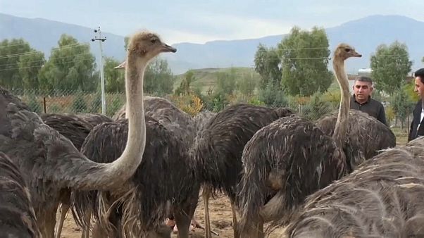 شاهد: مزرعة لتربية طيور النعام في السليمانية بالعراق شاهد: مزرعة لتربية طيور النعام في السليمانية بالعراق