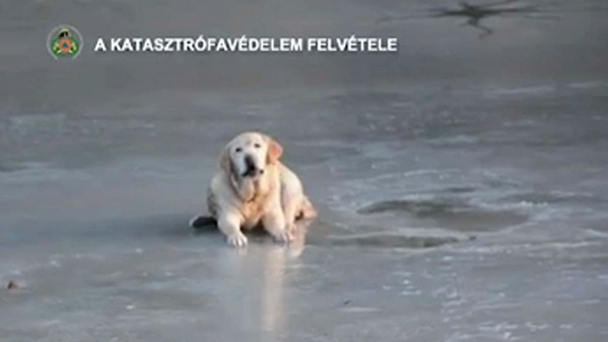 شاهد: انقاذ كلب علق في بحيرة متجمدة في المجر 