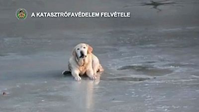 شاهد: انقاذ كلب علق في بحيرة متجمدة في المجر