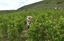 Kiirtanák a kokacserjék felét Kolumbiában