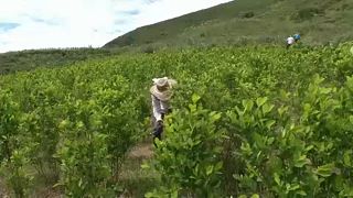 Kiirtanák a kokacserjék felét Kolumbiában