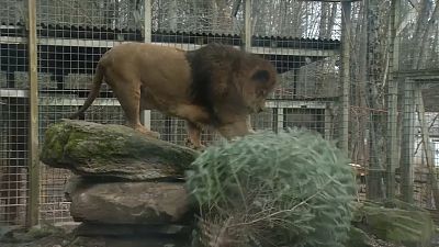 A lion at the Claws 'n Paws Wild Animal Park inspects his Christmas tree