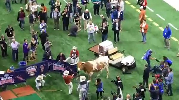 Spiel der Maskottchen - Omen für den Sugar Bowl Spiel der Maskottchen - Omen für den Sugar Bowl