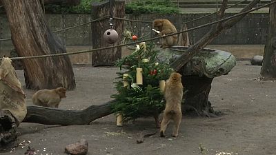 شاهد: شجيرات أعياد الميلاد انتهت كوجبات في حديقة حيوان برلين