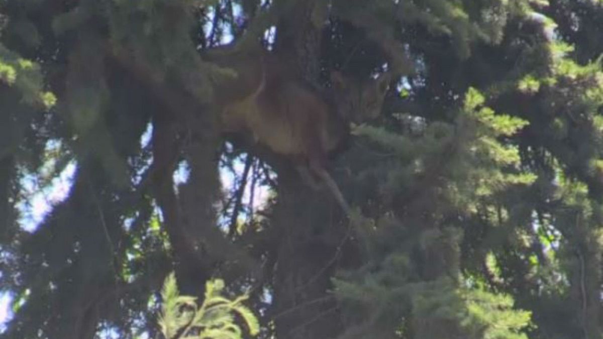 Wild puma stuck in tree for 15 hours in Chile