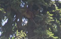 Wild puma stuck in tree for 15 hours in Chile