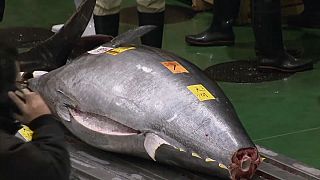 مزاد لبيع سمك تونة ذي الزعانف الزرقاء في العاصمة اليابانية طوكيو 
