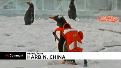 Pingvinek voltak a Harbini Jégfesztivál "sztárvendégei"