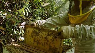 Bolivia: i pesticidi della coca stanno uccidendo le api