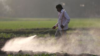 Ortadoğulu çiftçiler pestisit kullandıkları mahsülü Avrupa'ya satamıyor