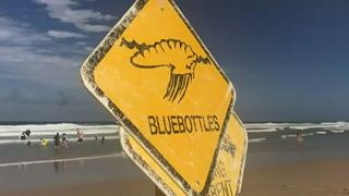Több ezer embert csíptek meg medúzák Ausztráliában