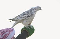 Endangered falcons race to make a comeback in the Gulf
