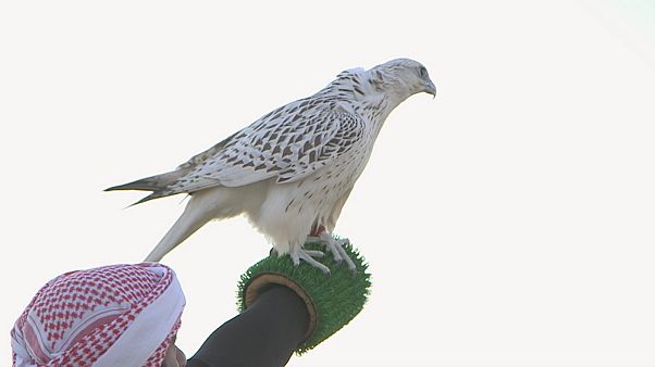 Endangered Falcons Race To Make A Comeback In The Gulf