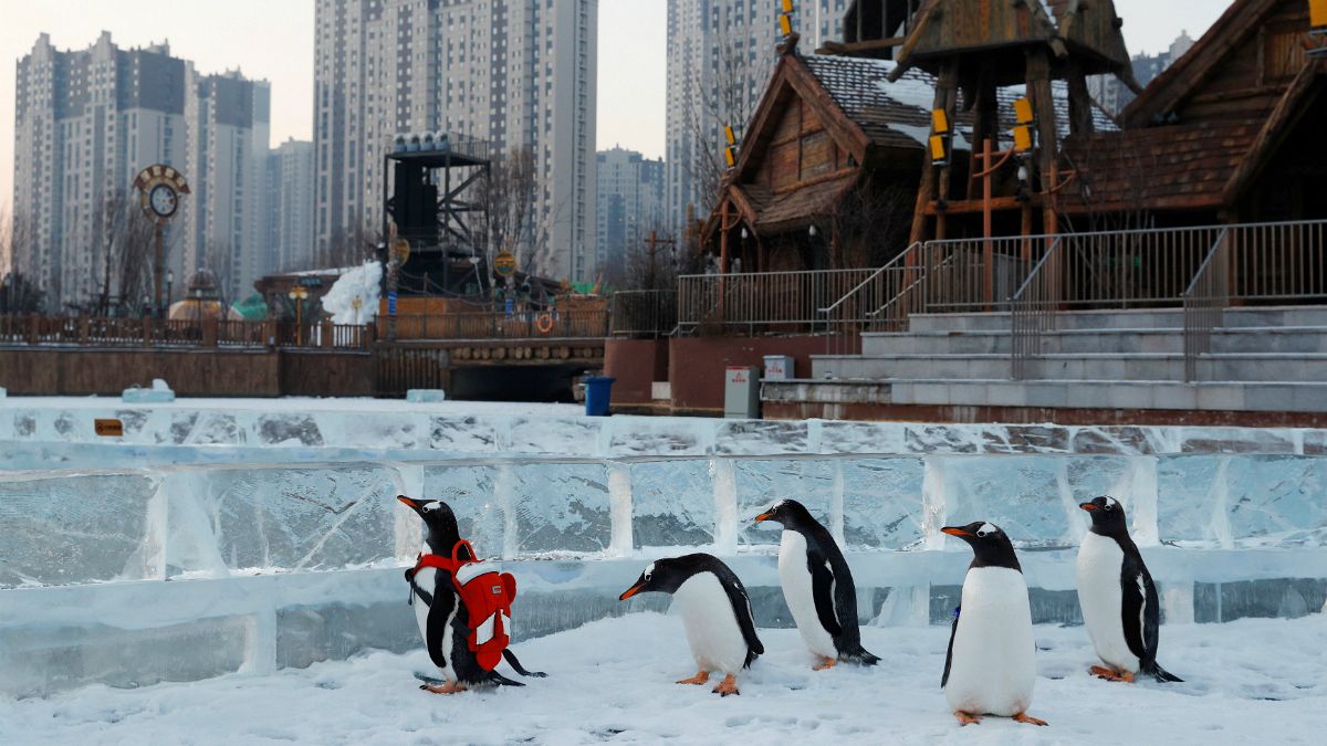 چین؛ رژه پنگوئن‌ها در هوای منفی ۱۵ درجه سانتیگراد