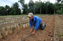 Photo prétexte agriculteur Cuba : attaques acoustiques = chants de grillons