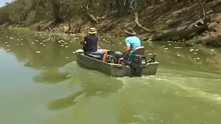 Több százezer hal pusztult el egy ausztrál folyóban