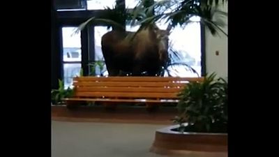 Moose on the loose in Alaska hospital building