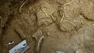 Prehistoric deer found in Argentina dig