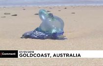 Avustralya: İklim değişikliği binlerce balığın ölümüne neden oldu