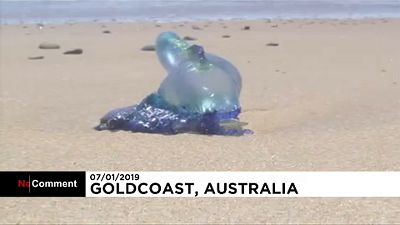 Tömeges halpusztulás és medúzainvázió Ausztráliában 