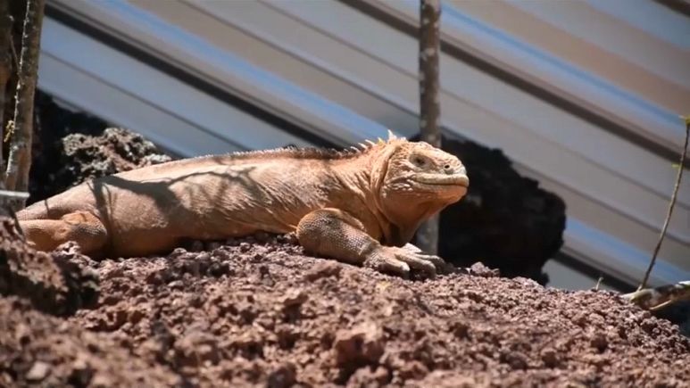 Las iguanas emprenden el viaje de vuelta a 'casa' Las iguanas emprenden el viaje de vuelta a 'casa'