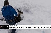 Sauvetage in extremis d'un chamois en Autriche