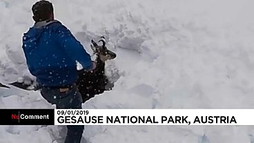 نجات بز کوهی مدفون شده زیر برف در اتریش