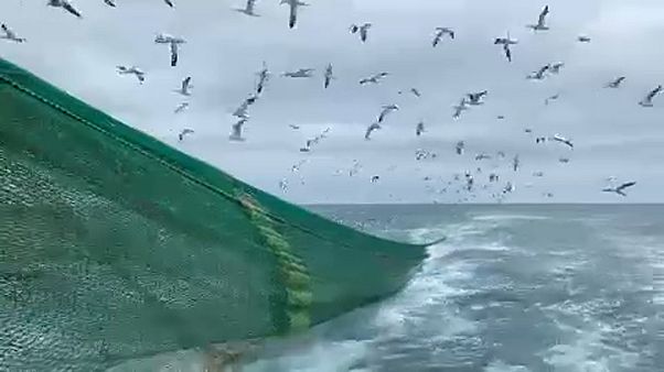 Brexit: a rischio la pesca libera nella Manica. La paura dei pescatori Brexit: a rischio la pesca libera nella Manica. La paura dei pescatori