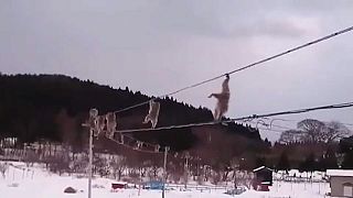 شاهد: قردة تتسلق أسلاكا كهربائية تجنبا للمشي على الثلج في اليابان